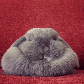Série de fotos mostra animais tão cansados, que parecem mais estar derretendo como sorvetes no sol