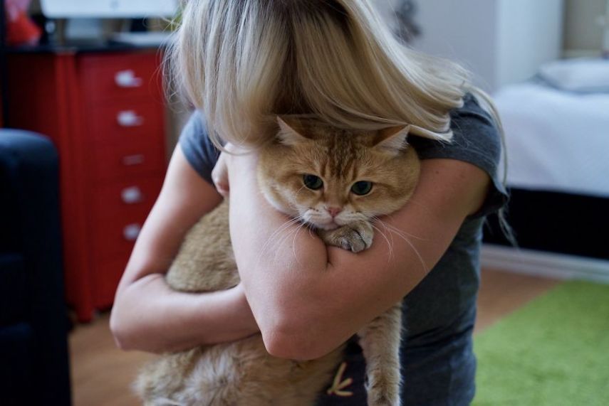 Hosico tem 520 mil seguidores atualmente na conta @hosico_cat no Instagram