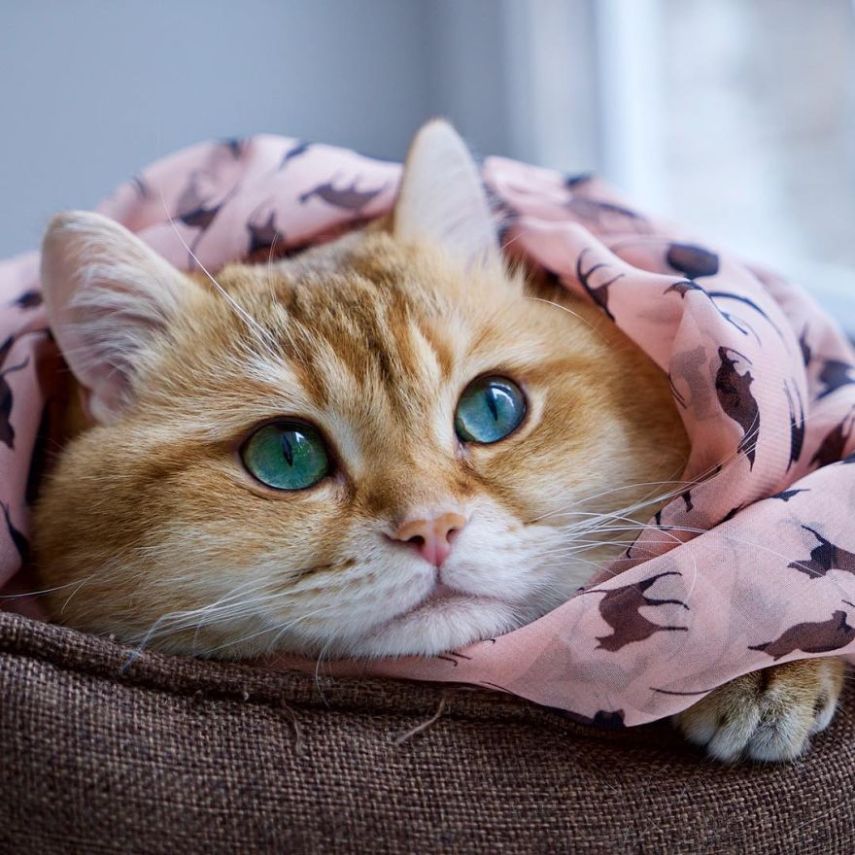 Hosico tem 520 mil seguidores atualmente na conta @hosico_cat no Instagram