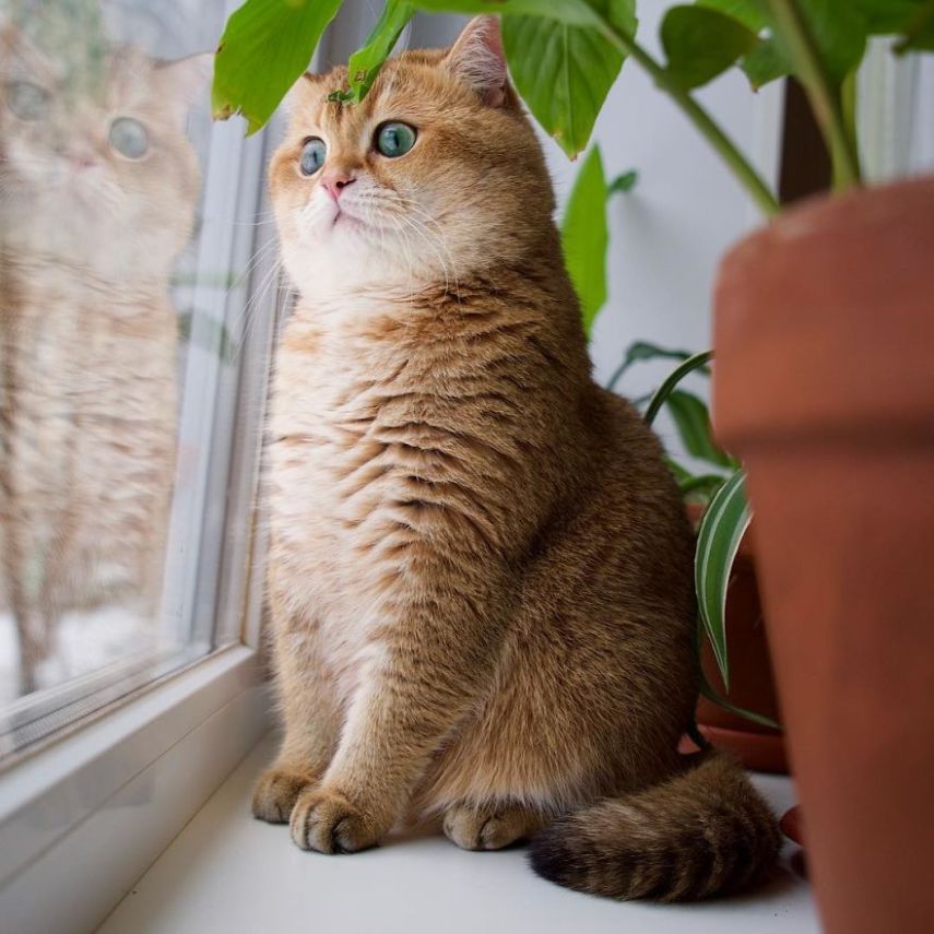 Hosico tem 520 mil seguidores atualmente na conta @hosico_cat no Instagram
