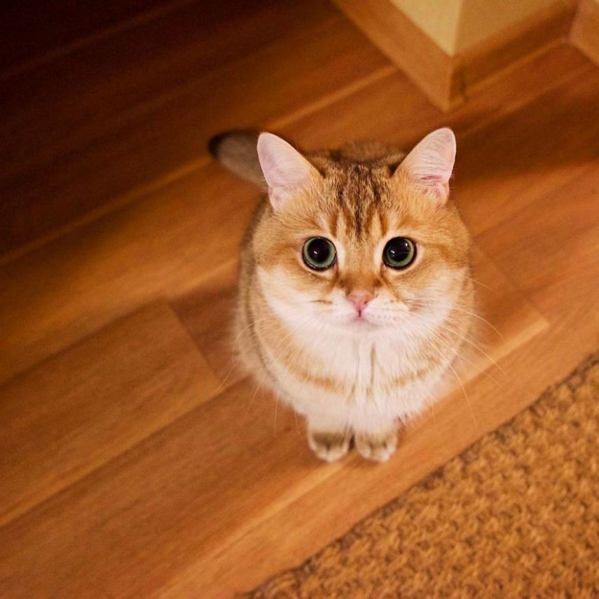Hosico tem 520 mil seguidores atualmente na conta @hosico_cat no Instagram