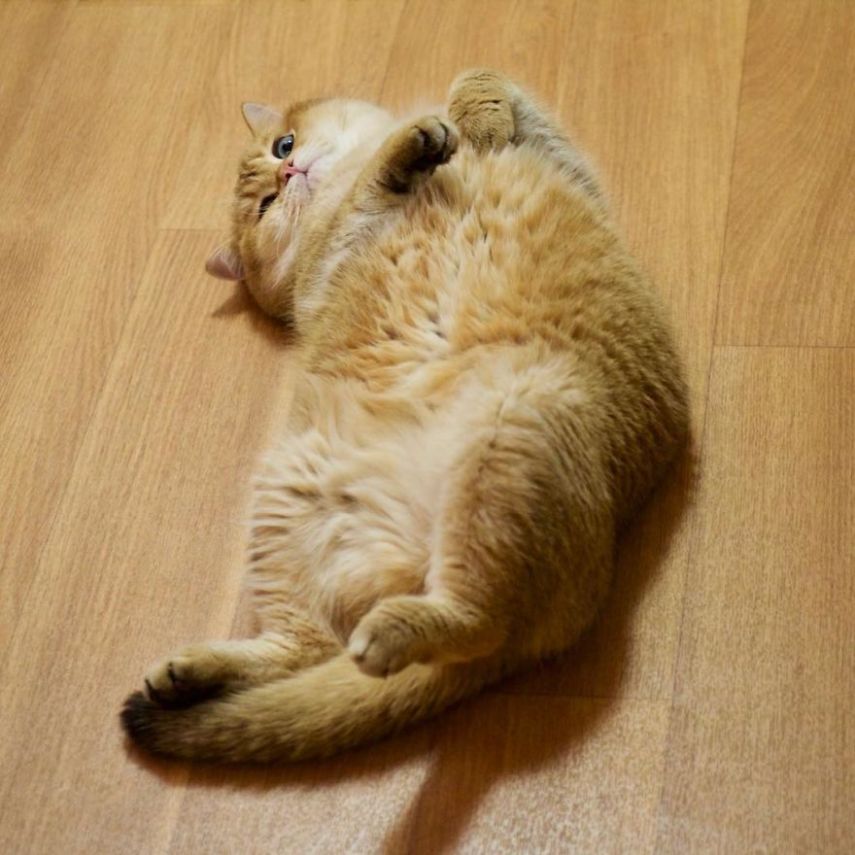 Hosico tem 520 mil seguidores atualmente na conta @hosico_cat no Instagram