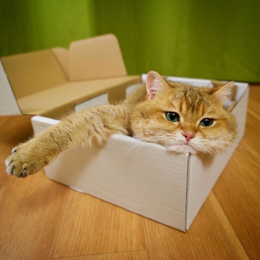 Hosico tem 520 mil seguidores atualmente na conta @hosico_cat no Instagram
