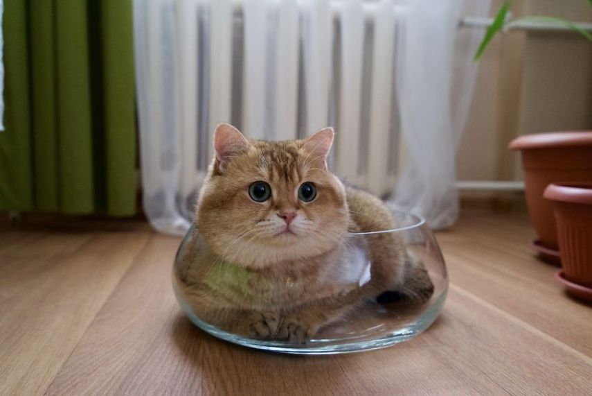 Hosico tem 520 mil seguidores atualmente na conta @hosico_cat no Instagram