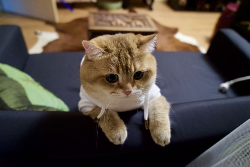 Hosico tem 520 mil seguidores atualmente na conta @hosico_cat no Instagram