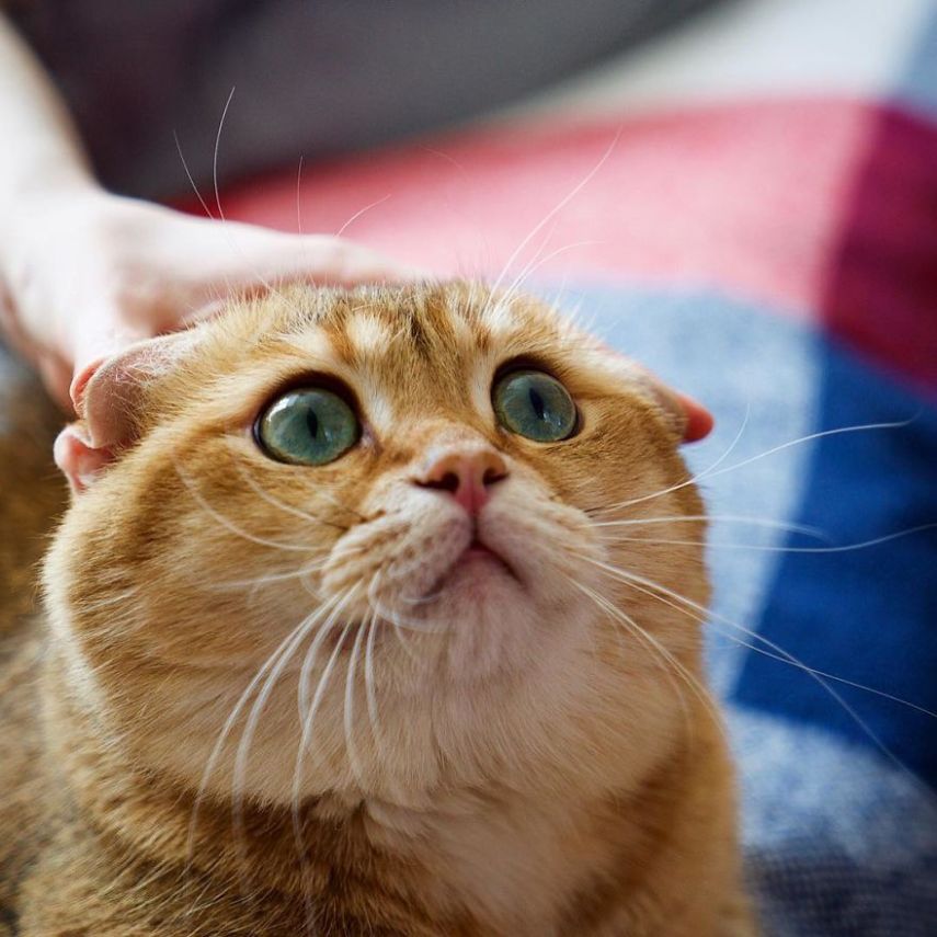 Hosico tem 520 mil seguidores atualmente na conta @hosico_cat no Instagram