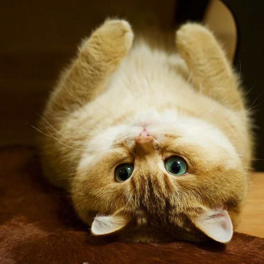 Hosico tem 520 mil seguidores atualmente na conta @hosico_cat no Instagram