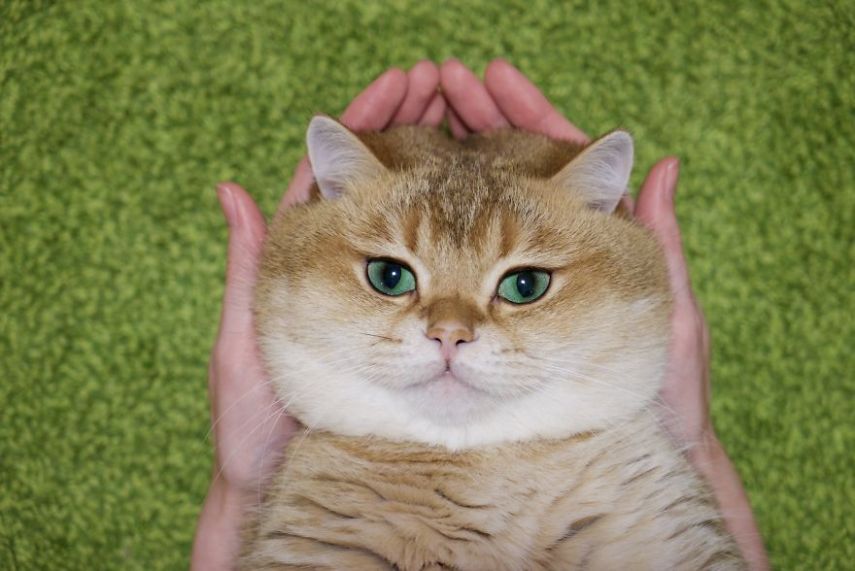 Hosico tem 520 mil seguidores atualmente na conta @hosico_cat no Instagram