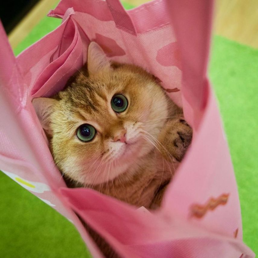 Hosico tem 520 mil seguidores atualmente na conta @hosico_cat no Instagram