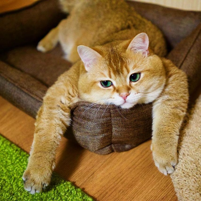 Hosico tem 520 mil seguidores atualmente na conta @hosico_cat no Instagram