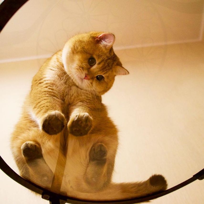 Hosico tem 520 mil seguidores atualmente na conta @hosico_cat no Instagram