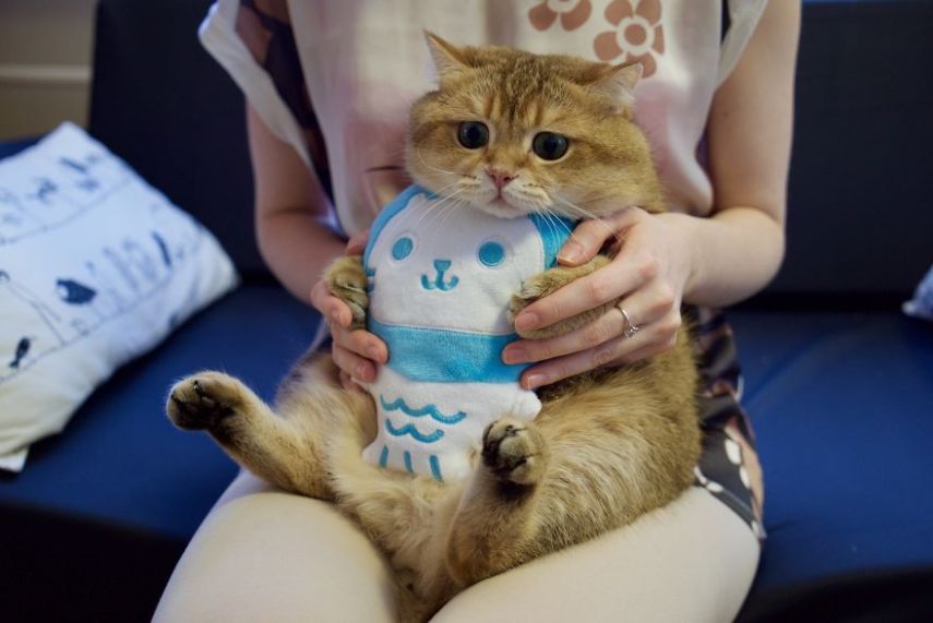 Hosico tem 520 mil seguidores atualmente na conta @hosico_cat no Instagram