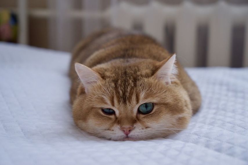 Hosico tem 520 mil seguidores atualmente na conta @hosico_cat no Instagram