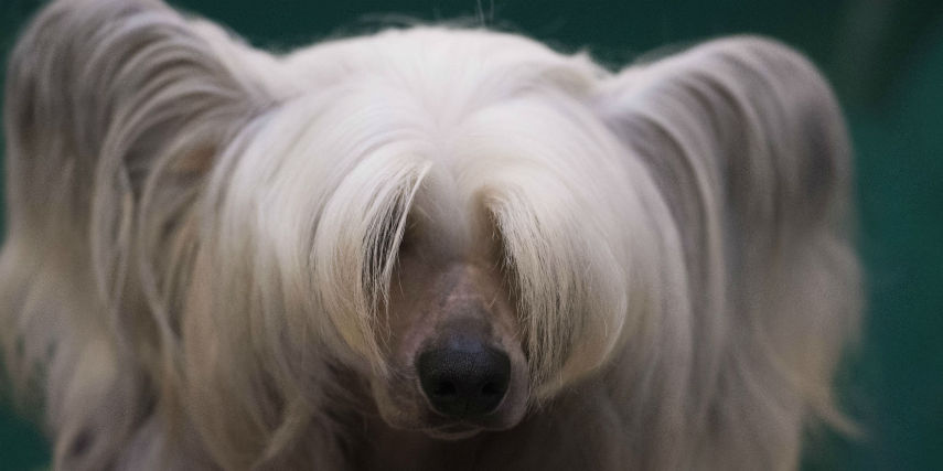 No Crufs, uma das maiores competições caninas da Inglaterra, os dogs capricham no visual e parecem até gente. Olha que lindeza!