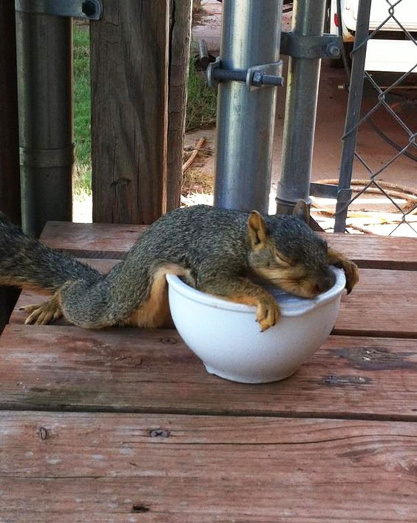 Série de fotos mostra animais tão cansados, que parecem mais estar derretendo como sorvetes no sol