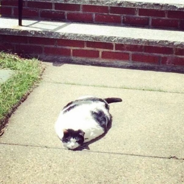 Série de fotos mostra animais tão cansados, que parecem mais estar derretendo como sorvetes no sol