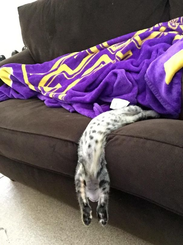 Série de fotos mostra animais tão cansados, que parecem mais estar derretendo como sorvetes no sol