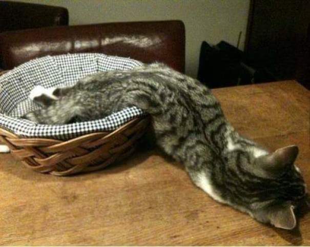 Série de fotos mostra animais tão cansados, que parecem mais estar derretendo como sorvetes no sol