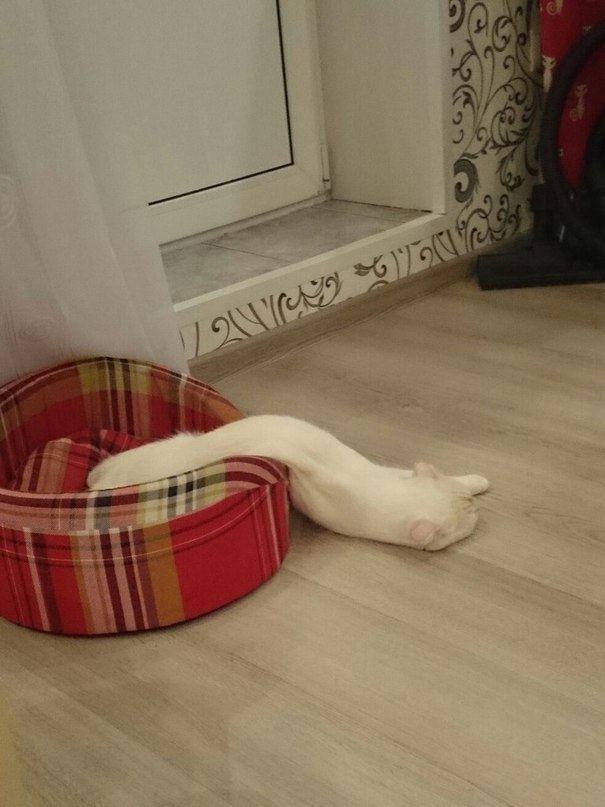 Série de fotos mostra animais tão cansados, que parecem mais estar derretendo como sorvetes no sol