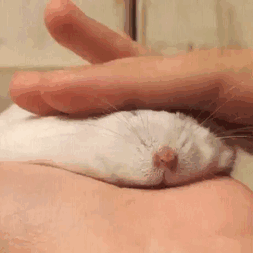 Série de fotos mostra animais tão cansados, que parecem mais estar derretendo como sorvetes no sol