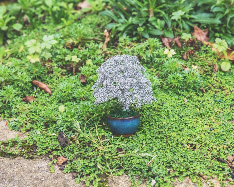 Ótima opção para quem ainda planeja ter um bonsai de verdade em casa. Trabalho incrível do artista Matthew Gollop :)