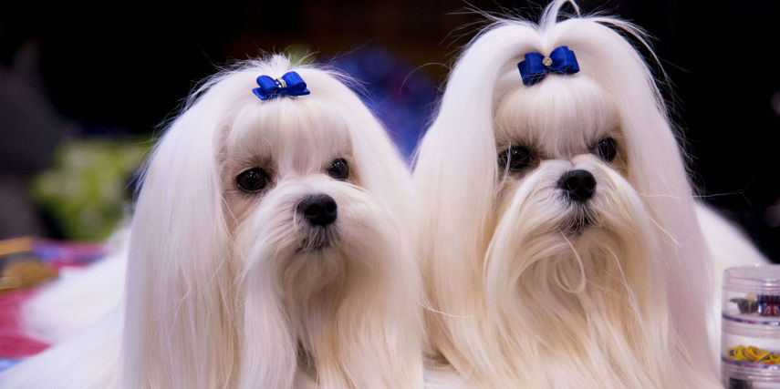 No Crufs, uma das maiores competições caninas da Inglaterra, os dogs capricham no visual e parecem até gente. Olha que lindeza!