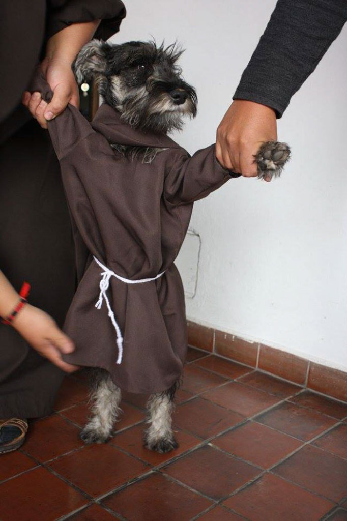 Bigotón foi resgatado por um convento franciscano e é tratado com todo o amor do mundo pelos demais frades. Ele até tem uma roupinha especial!
