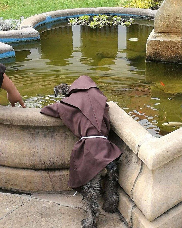 Bigotón foi resgatado por um convento franciscano e é tratado com todo o amor do mundo pelos demais frades. Ele até tem uma roupinha especial!