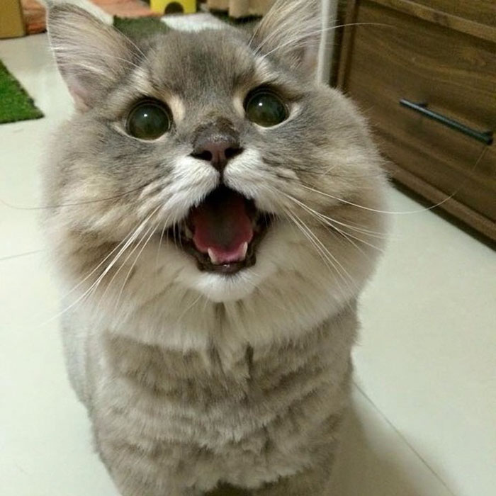 Todos querem tirar uma selfie com esse bonitão aí. Como resistir?