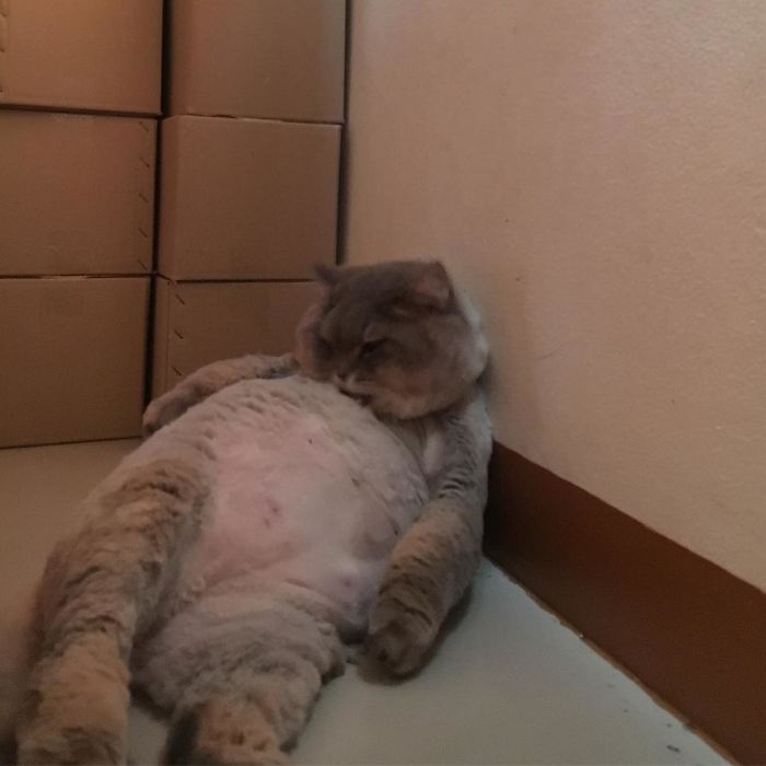 Todos querem tirar uma selfie com esse bonitão aí. Como resistir?