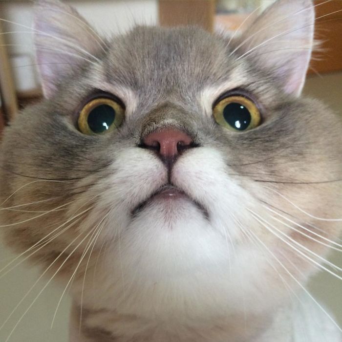 Todos querem tirar uma selfie com esse bonitão aí. Como resistir?