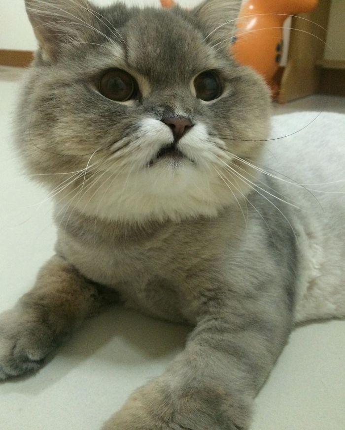 Todos querem tirar uma selfie com esse bonitão aí. Como resistir?