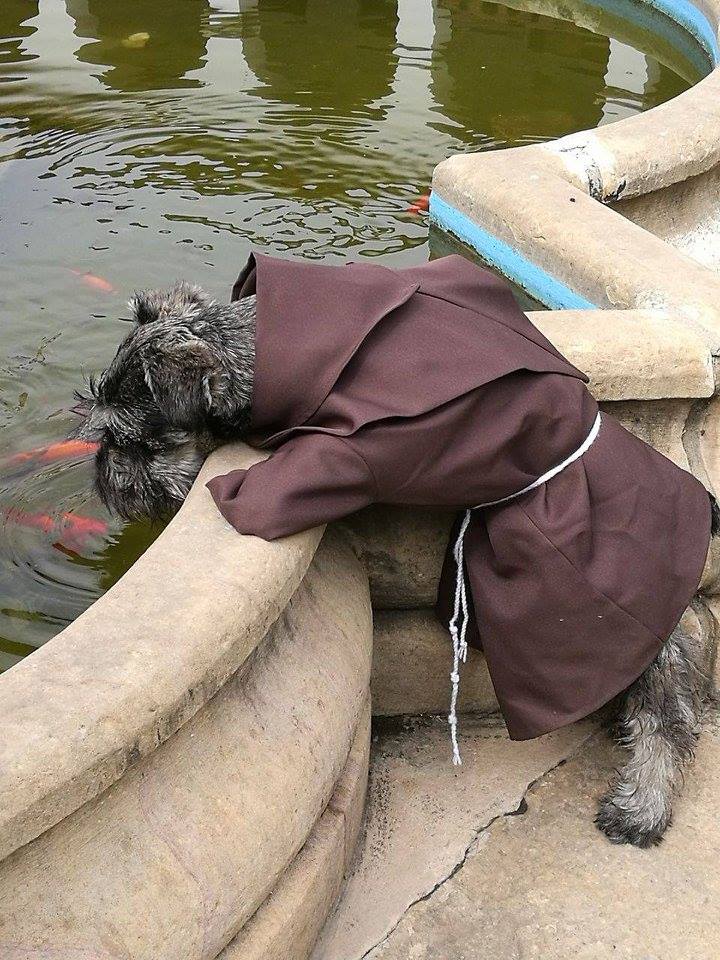 Cachorro vira monge na Bolívia