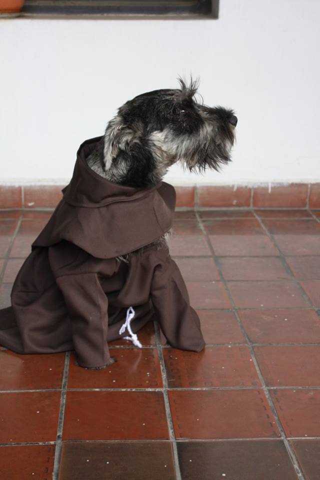 Cachorro vira monge na Bolívia