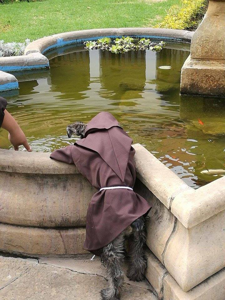 Cachorro vira monge na Bolívia