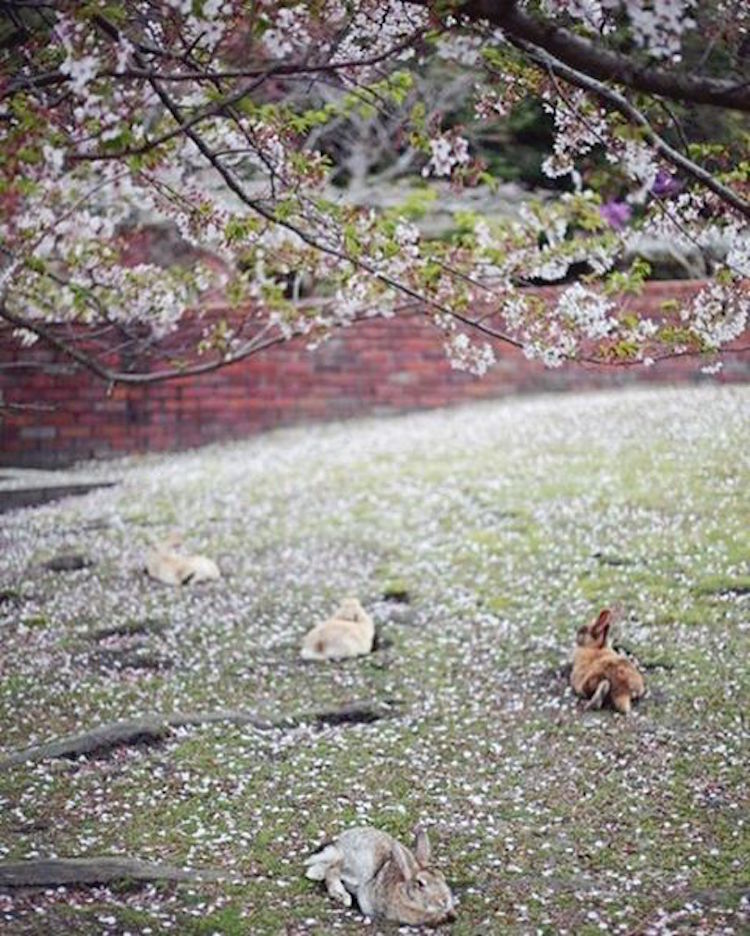 Em Okunoshima, é possível dar um rolê entre centenas de coelhos fofos e amigáveis que só querem um pouco de carinho - e um quitute, talvez