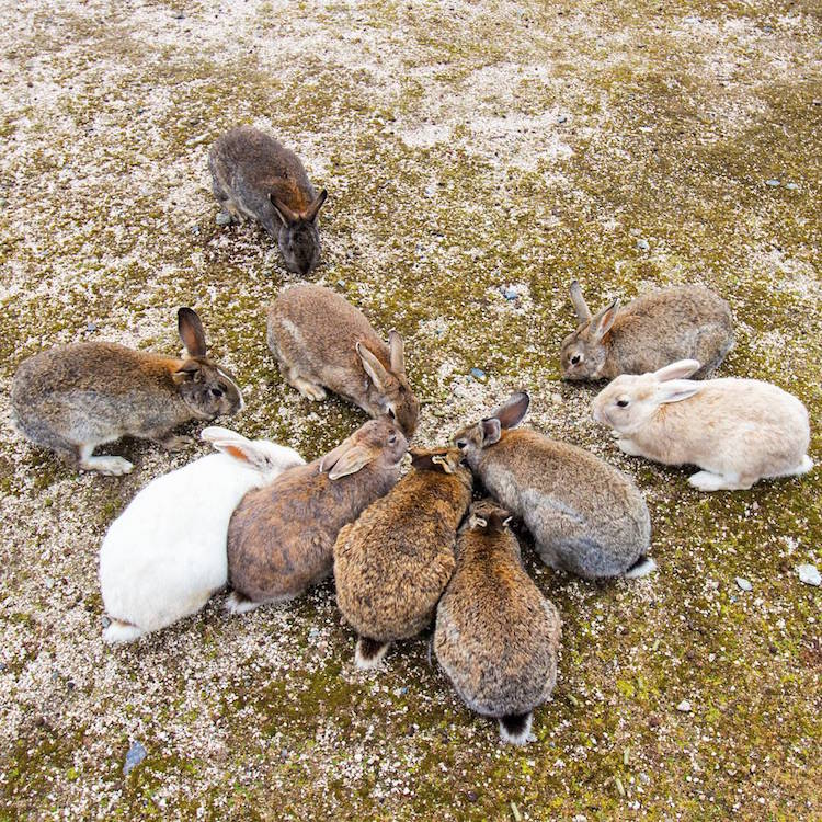 Em Okunoshima, é possível dar um rolê entre centenas de coelhos fofos e amigáveis que só querem um pouco de carinho - e um quitute, talvez
