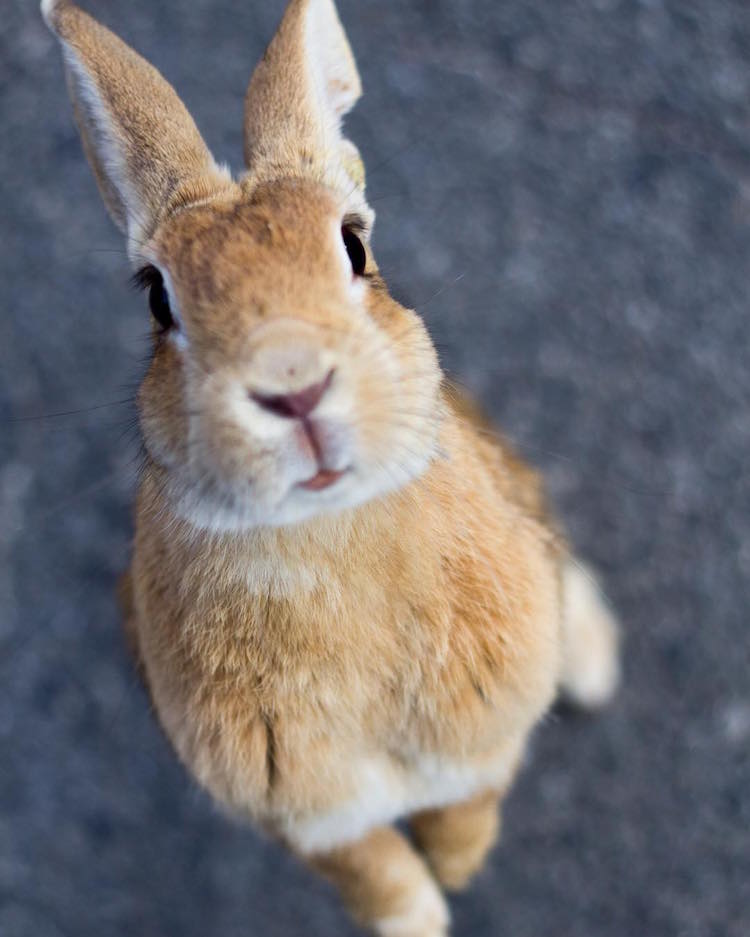 Em Okunoshima, é possível dar um rolê entre centenas de coelhos fofos e amigáveis que só querem um pouco de carinho - e um quitute, talvez
