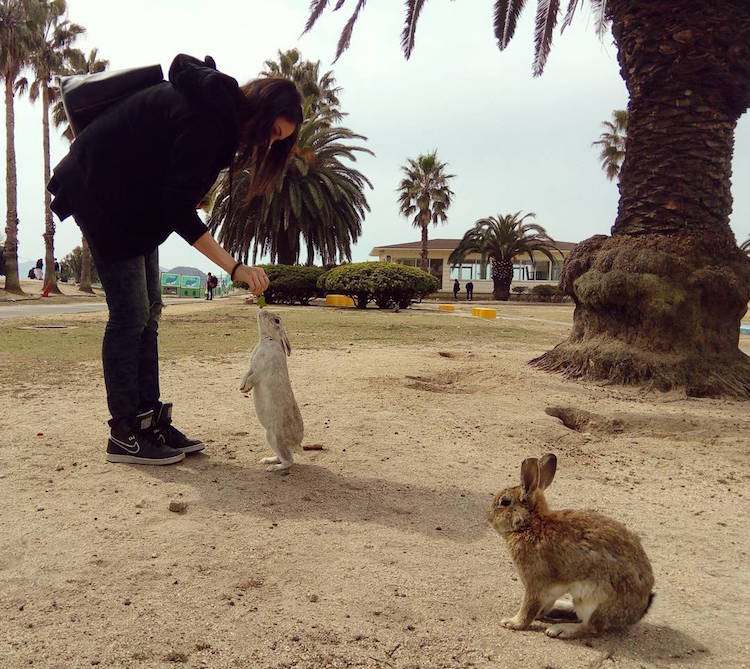 Em Okunoshima, é possível dar um rolê entre centenas de coelhos fofos e amigáveis que só querem um pouco de carinho - e um quitute, talvez