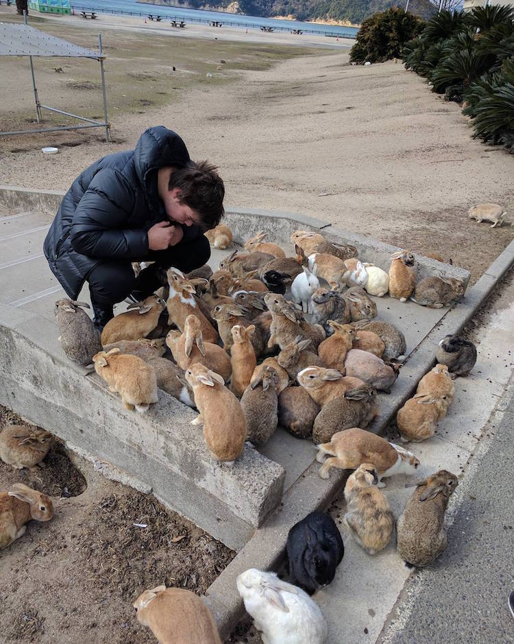 Em Okunoshima, é possível dar um rolê entre centenas de coelhos fofos e amigáveis que só querem um pouco de carinho - e um quitute, talvez