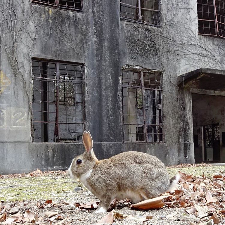 Em Okunoshima, é possível dar um rolê entre centenas de coelhos fofos e amigáveis que só querem um pouco de carinho - e um quitute, talvez