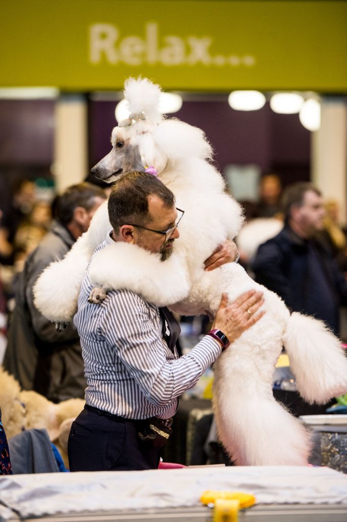 No Crufs, uma das maiores competições caninas da Inglaterra, os dogs capricham no visual e parecem até gente. Olha que lindeza!