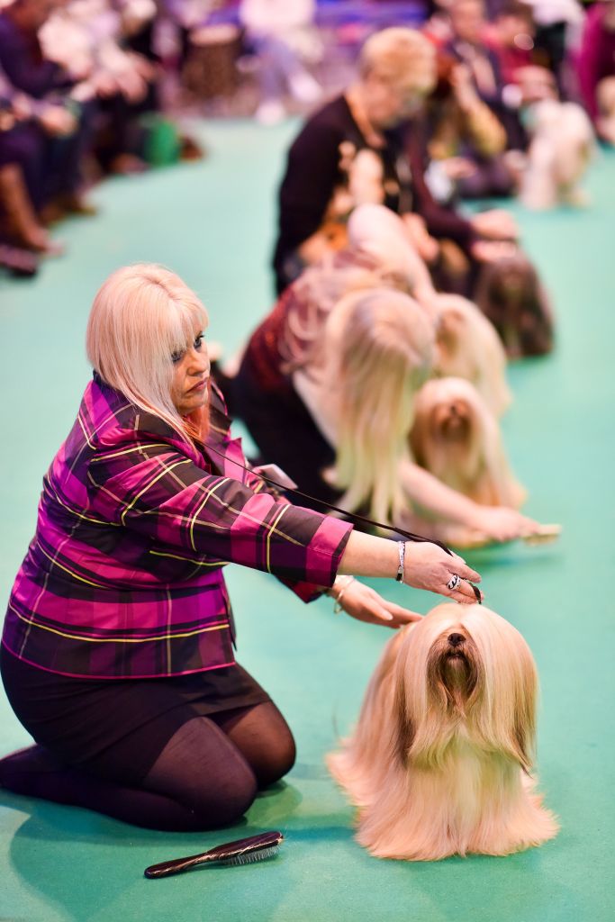 No Crufs, uma das maiores competições caninas da Inglaterra, os dogs capricham no visual e parecem até gente. Olha que lindeza!