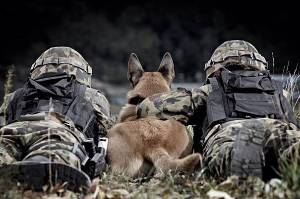 Cães heróis: a relação de soldados e seus animais