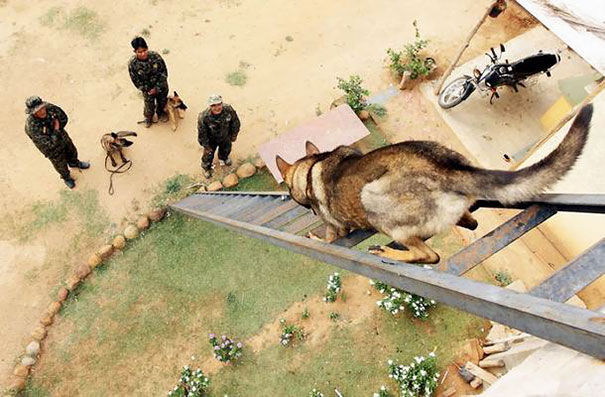 Cães heróis: a relação de soldados e seus animais
