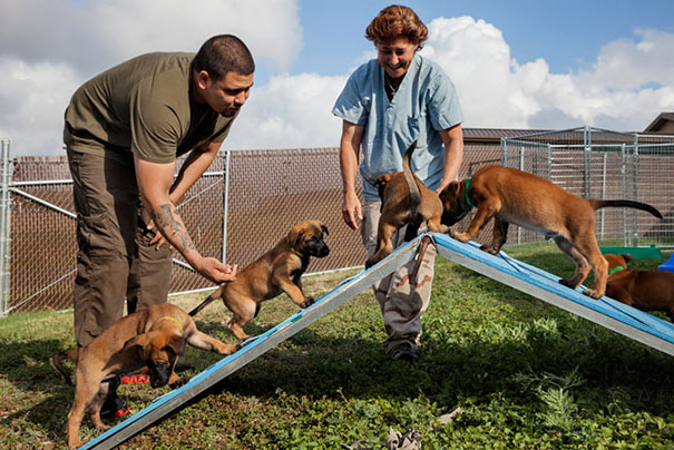 Cães heróis: a relação de soldados e seus animais