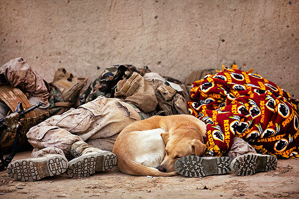 Cães heróis: a relação de soldados e seus animais