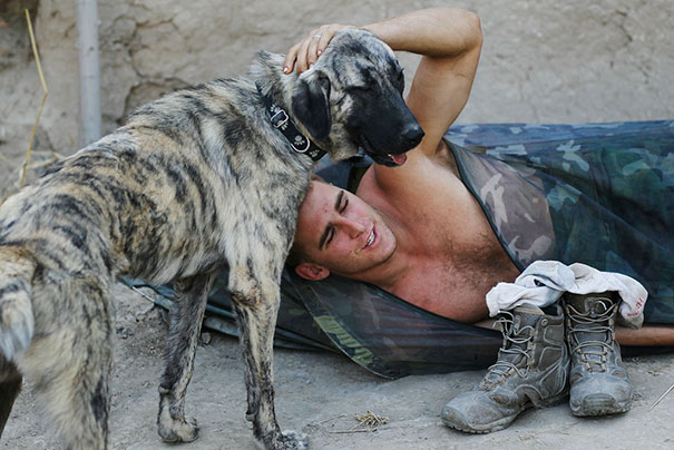 Cães heróis: a relação de soldados e seus animais