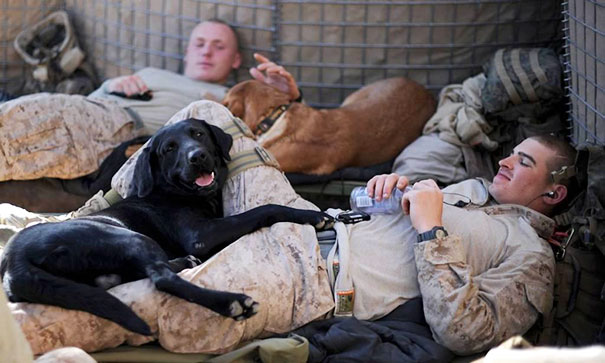 Cães heróis: a relação de soldados e seus animais