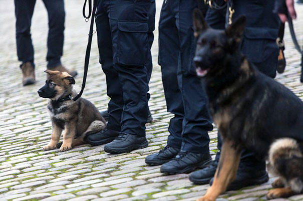 Cães heróis: a relação de soldados e seus animais